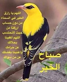 sabah el kheir islam