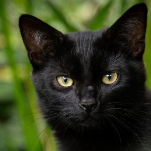 chat noir en islam