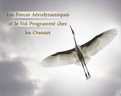 hadith sur les oiseaux